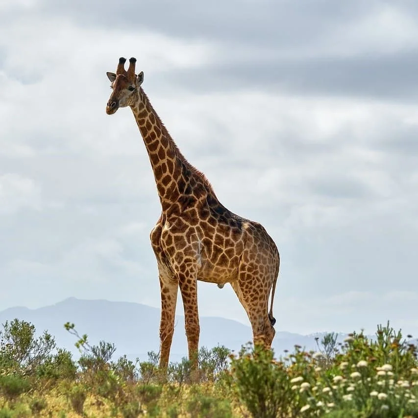 Traduction professionnelle de documents en afrikaans