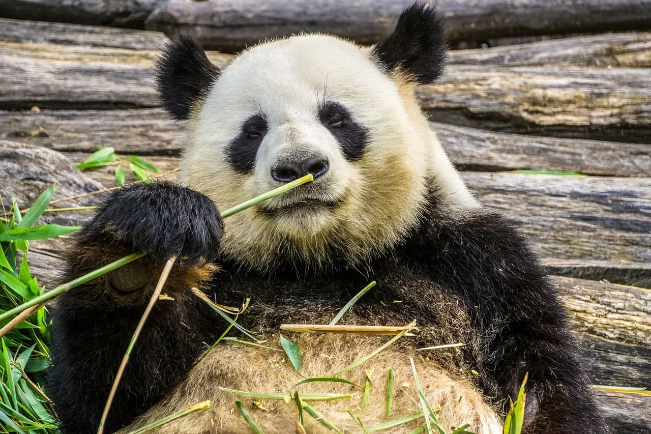Traductions du chinois vers le français et du français vers le chinois
