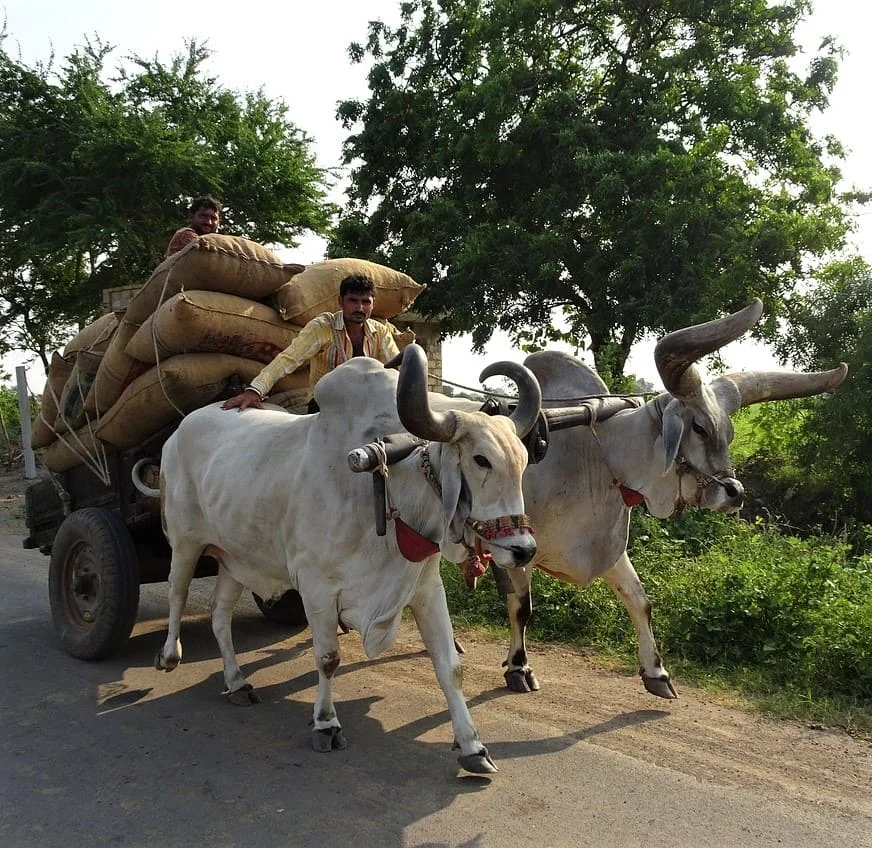 Traductions gujarati par secteur