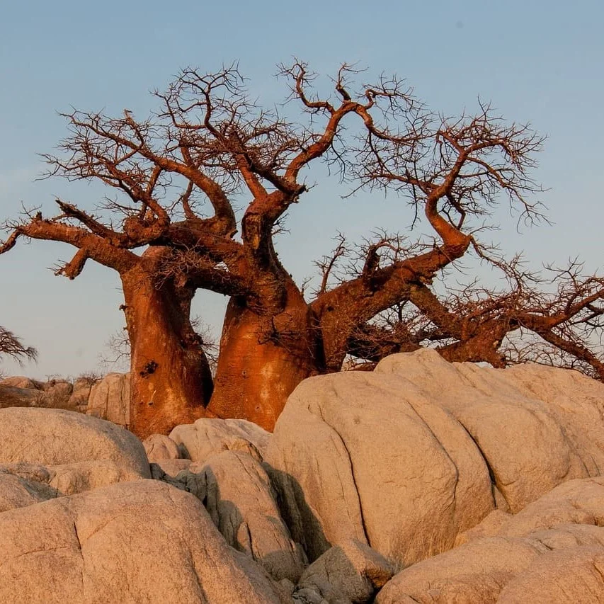 Traductions en setswana de PoliLingua