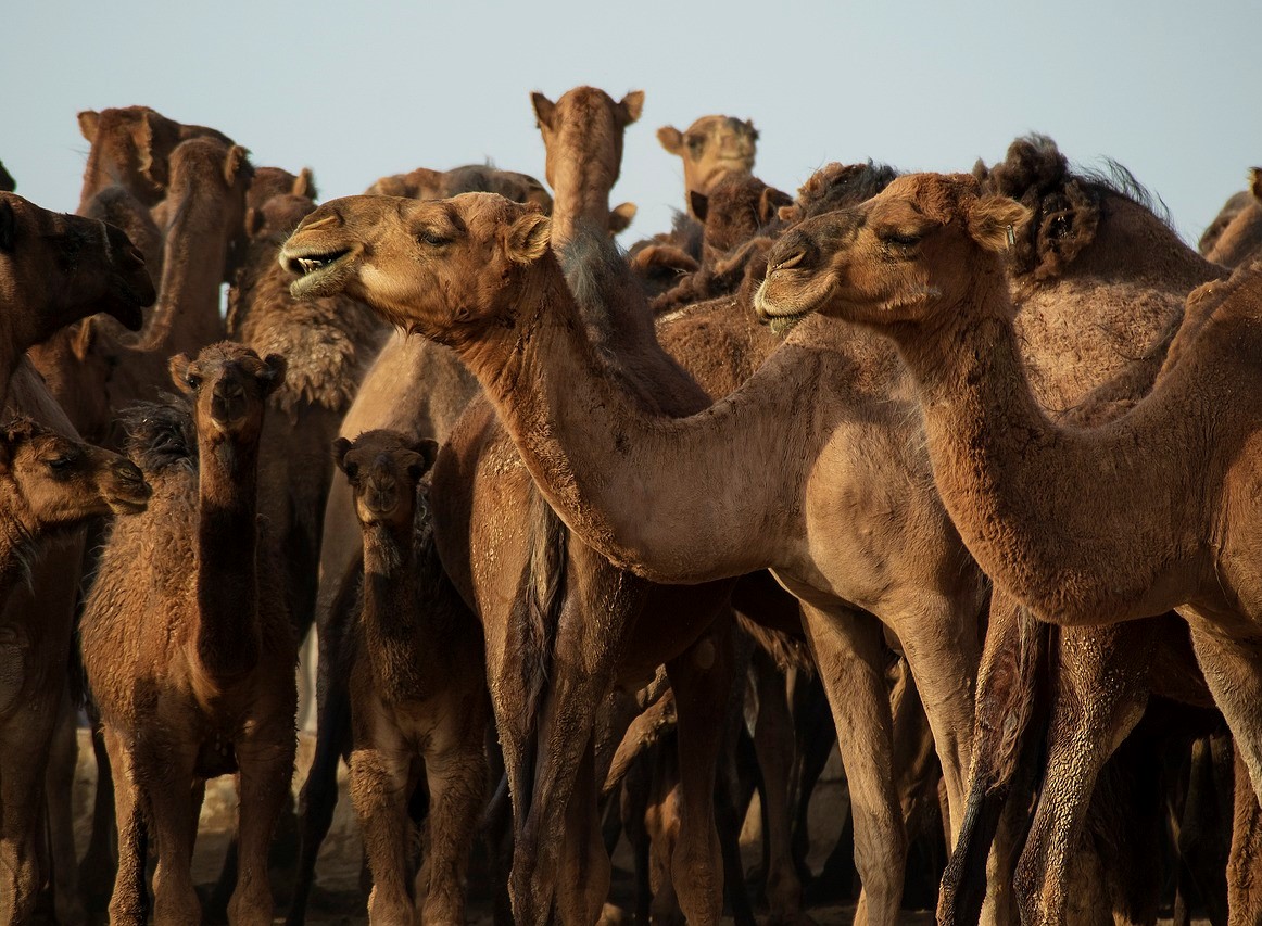 Traductions autorisées en ourdou