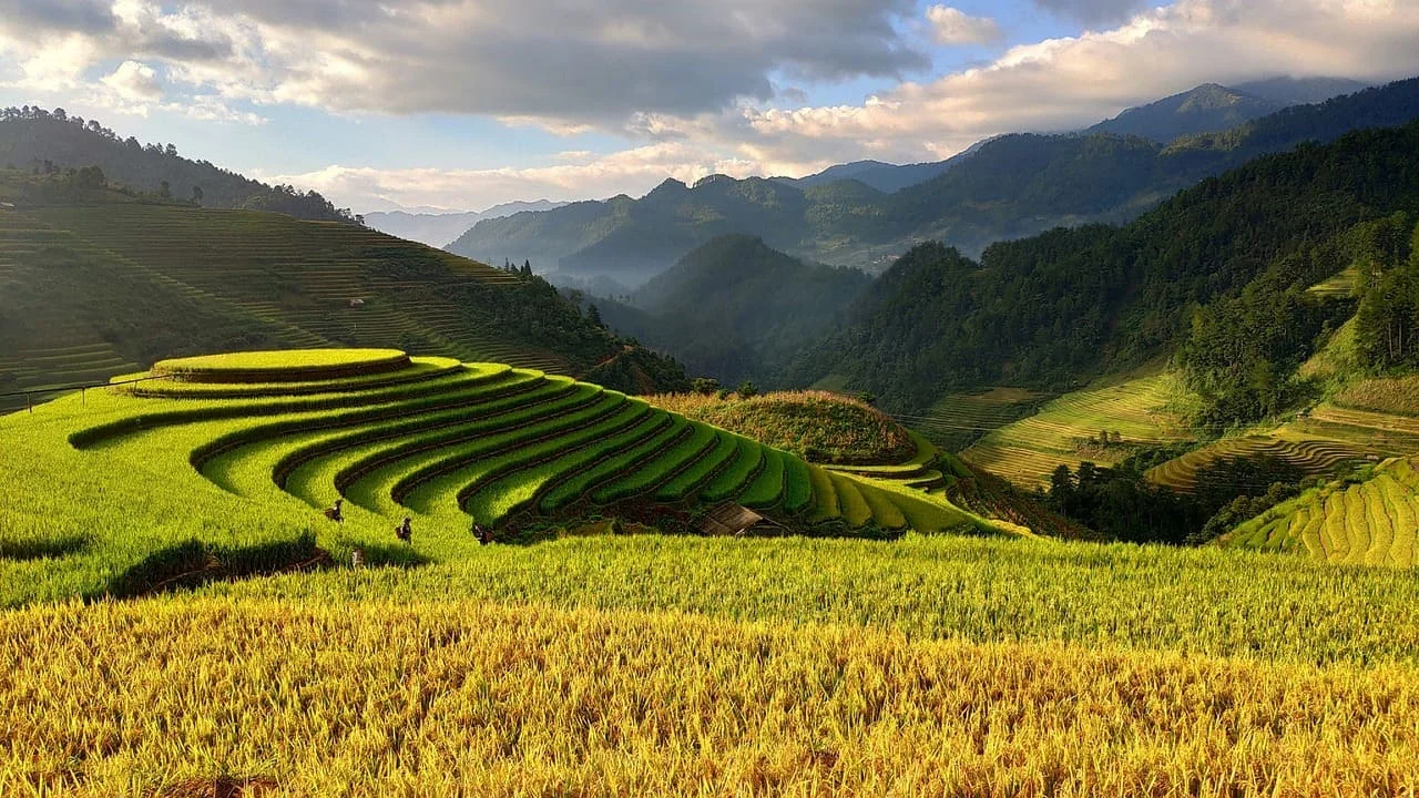 Services de traduction du français vers le vietnamien