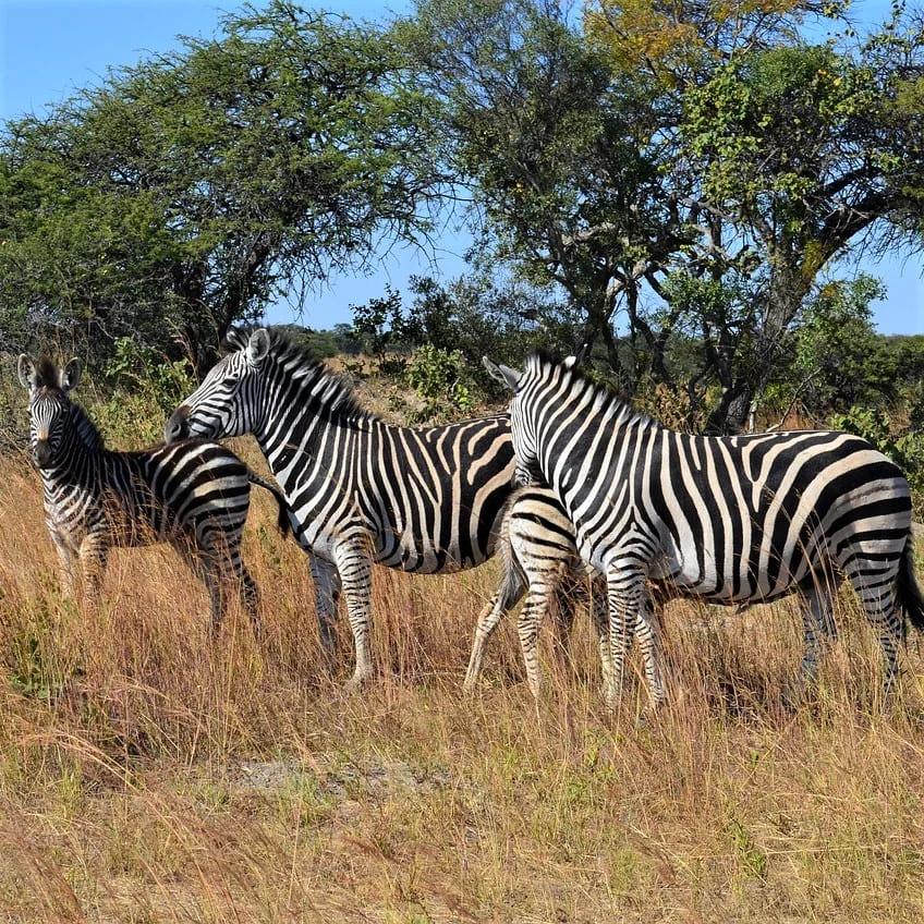 Traductions certifiées en xhosa proposées