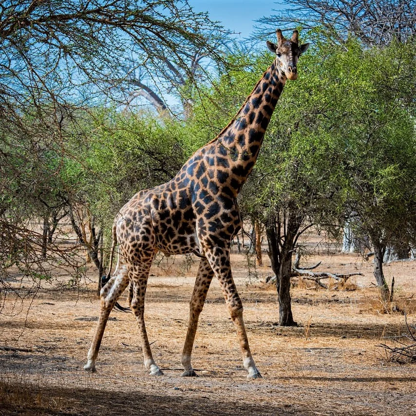 Avantages de la Traduction Wolof avec PoliLingua