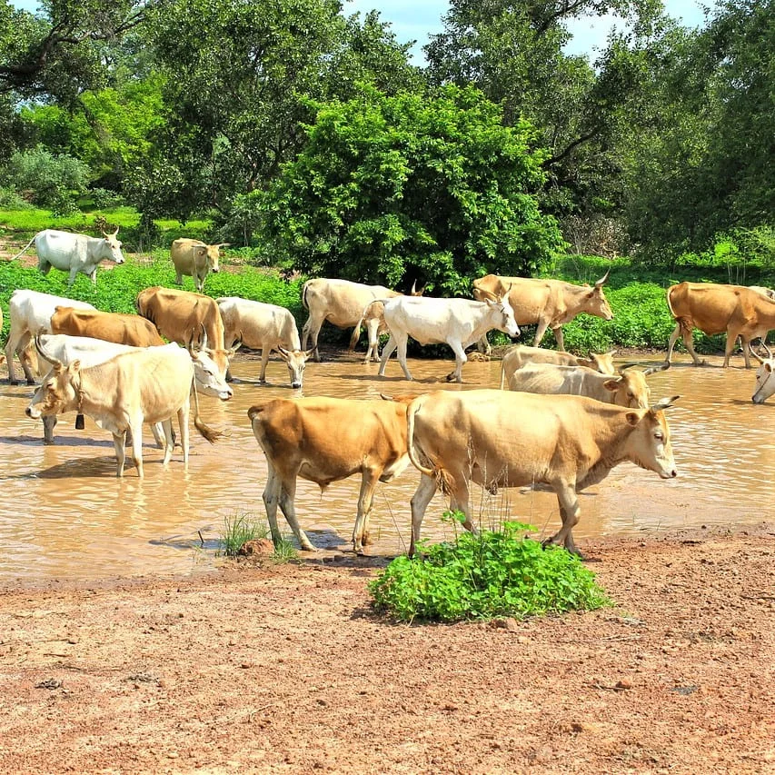Traductions Wolof par Secteur d'activité