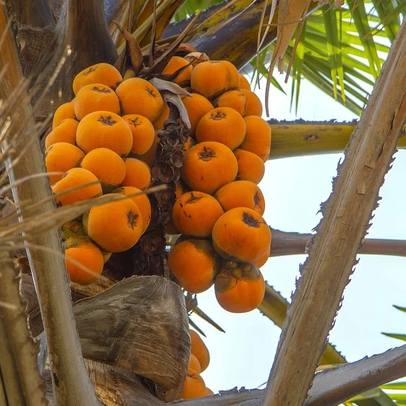 Services de Traduction Juridique en Haoussa par PoliLingua