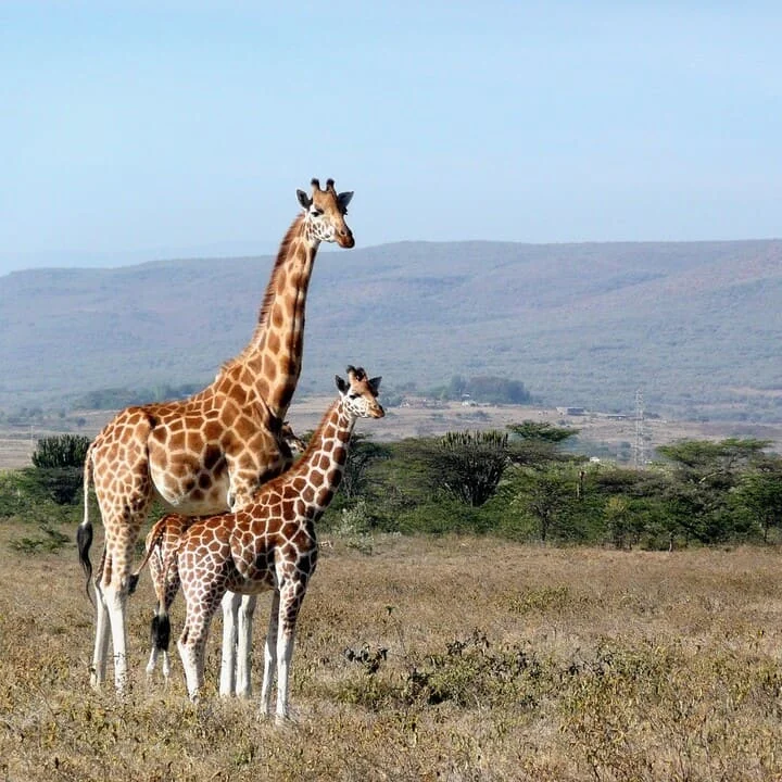 Bref Aperçu de la Langue Swahili