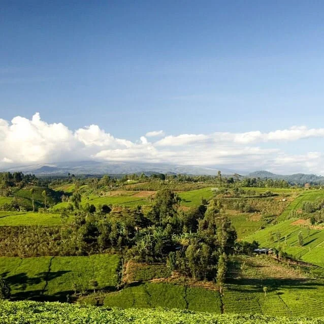 Le Marché de la Langue Swahili