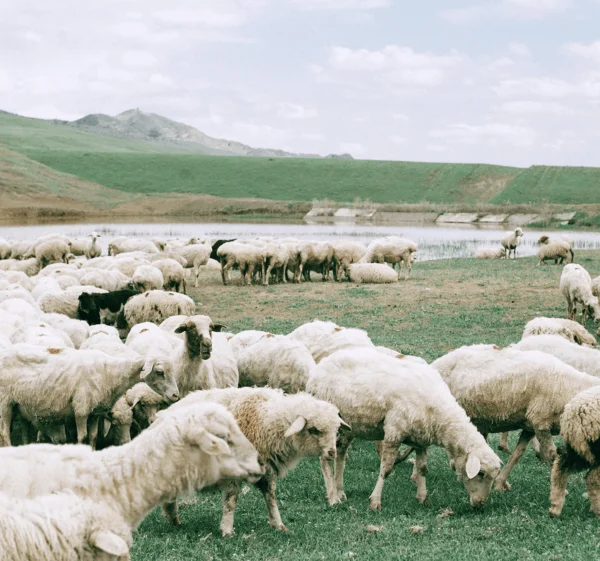 Aperçu de la Langue Abkhaze